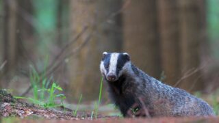 What is happening in NI on TB and wildlife ‘interventions’?