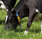 Dairy advice: Be wary of bloat in high-clover paddocks