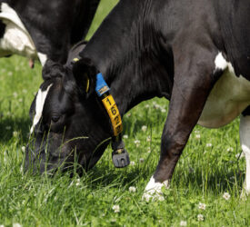 Dairy advice: Be wary of bloat in high-clover paddocks