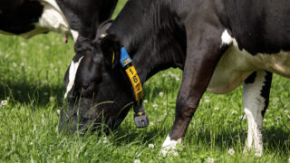 Dairy advice: Be wary of bloat in high-clover paddocks
