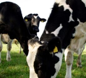 Will you be scanning or milk pregnancy testing?
