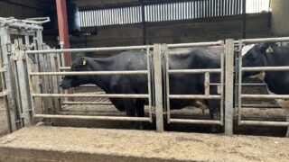 Autumn calving: Body condition score cows ahead of drying off