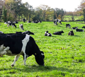 Dairy advice: Should farmers move on their cull cows?
