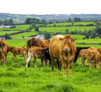 UFU: Farmers considering bluetongue vaccine should consult vet