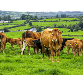 UFU: Farmers considering bluetongue vaccine should consult vet