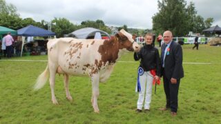 Improved genetics ‘delivering across all aspects’ of NI dairy sector – breeder