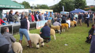 NI sheep farmers ‘need parity’ on financial supports available in south – breeder