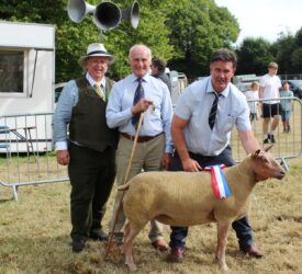 Substantial entry of sheep at Castlewellan Show 2025