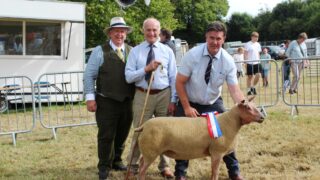 Substantial entry of sheep at Castlewellan Show 2025