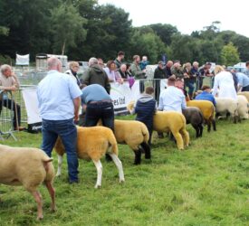 Elite Texel hogget secures Antrim Show’s sheep inter-breed title