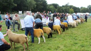 Elite Texel hogget secures Antrim Show’s sheep inter-breed title