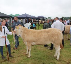 Holstein cow with ‘extra ring presence’ carries the day at Clogher Valley Show