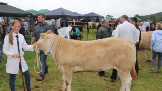 Holstein cow with ‘extra ring presence’ carries the day at Clogher Valley Show