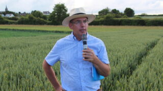 ‘Availability of BYDV-tolerant crops is a game changer’ – agronomist