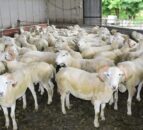 Prospects for sheep trade ‘very strong at the moment’ – breeder