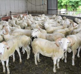 Prospects for sheep trade ‘very strong at the moment’ – breeder