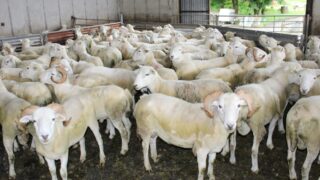 Prospects for sheep trade ‘very strong at the moment’ – breeder