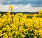 US soyabean crop enters key growth stage