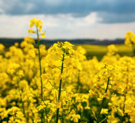US soyabean crop enters key growth stage