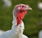 UK taskforce recommends ‘targeted’ bird flu vaccination trial in turkeys 
