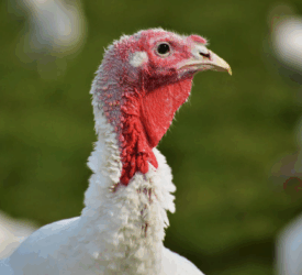 UK taskforce recommends ‘targeted’ bird flu vaccination trial in turkeys 