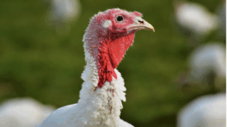 UK taskforce recommends ‘targeted’ bird flu vaccination trial in turkeys 