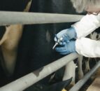 Concerns raised over parasite resistance in grazing animals