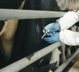 Concerns raised over parasite resistance in grazing animals