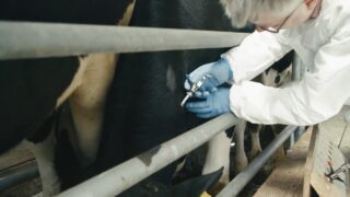 Concerns raised over parasite resistance in grazing animals