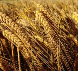 International grain harvest continues to gather pace