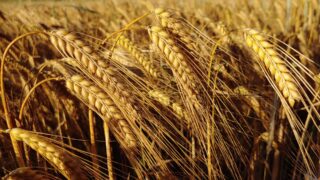 International grain harvest continues to gather pace