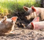 Red Tractor announces new pig modules and labelling