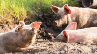 Red Tractor announces new pig modules and labelling