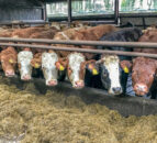 Global markets now ‘short of beef’ – breeder