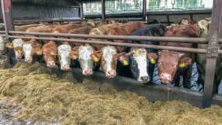 Global markets now ‘short of beef’ – breeder