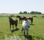 Muir moves to improve equine traceability in Northern Ireland