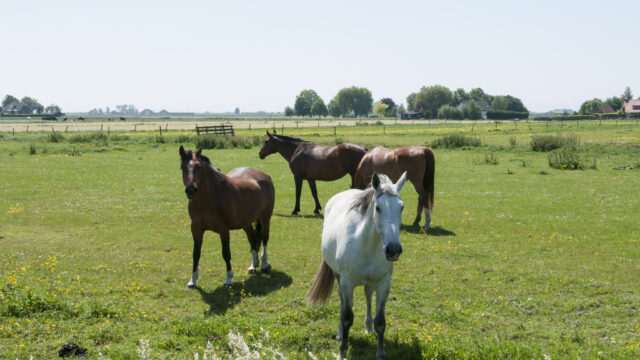 Muir moves to improve equine traceability in Northern Ireland