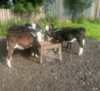 Managing stomach & lungworm in calves in damp, warm conditions