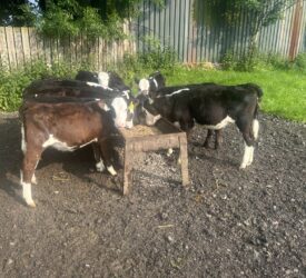 Managing stomach & lungworm in calves in damp, warm conditions