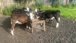 Managing stomach & lungworm in calves in damp, warm conditions