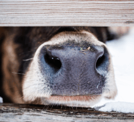 Farmers welcome ruling on ‘anti-dairy’ cinema ad