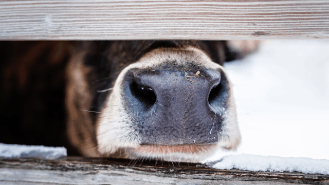 Farmers welcome ruling on ‘anti-dairy’ cinema ad
