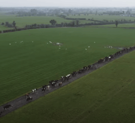 Do you know what’s causing lameness on your farm?