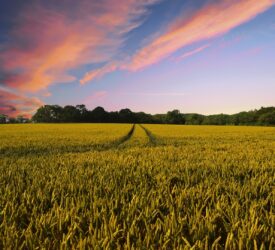 Project seeking farmers to investigate crop physiology traits