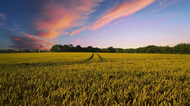 Project seeking farmers to investigate crop physiology traits