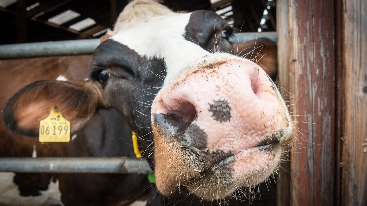 Bluetongue update as farmers are urged to stay vigilant