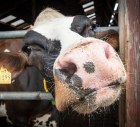 Bluetongue update as farmers are urged to stay vigilant