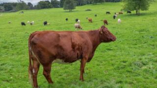 Dealing with parasites in cattle this summer