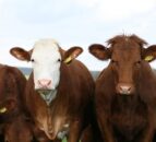 Vet org: NI ‘disadvantaged’ and ‘under-prepared’ for bluetongue outbreak
