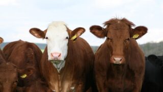 Vet org: NI ‘disadvantaged’ and ‘under-prepared’ for bluetongue outbreak